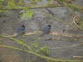 /album/my-local-birding-gallery/swallows-sheltering-from-heavy-rain-on-river-calder-this-morning-jpg/